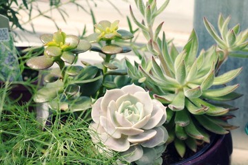 Comment entretenir les plantes grasses ? Comment entretenir les plantes grasses ?