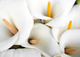 MESSAGES DE CONDOLEANCES MESSAGES DE CONDOLEANCES