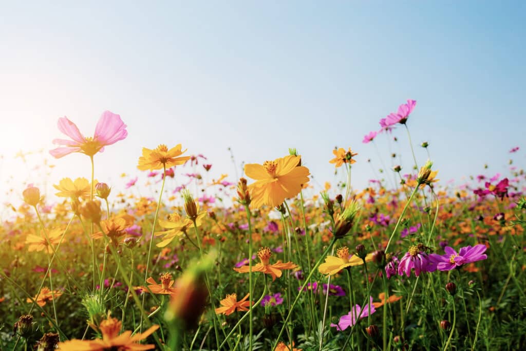 Vaste champ de fleurs de cosmos roses et jaunes sous un ciel bleu clair, baigné par un soleil éclatant sur la gauche.